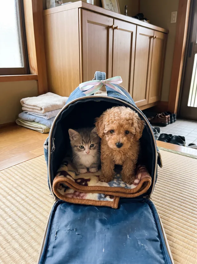キャリーに入って、おうちへ向かう子猫と子犬（イメージ）